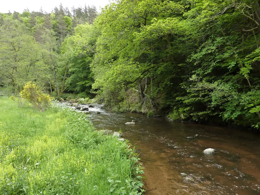 Pêche à la mouche sur la senouire affluent de l'allier