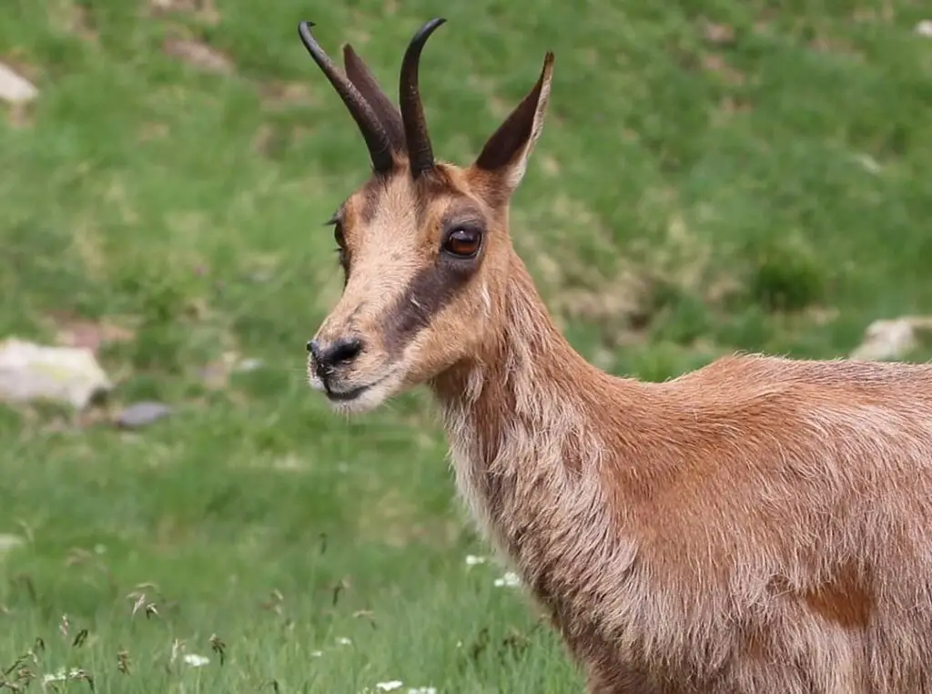 Rencontre avec un Isard sur la Haute Route Pyrénéenne