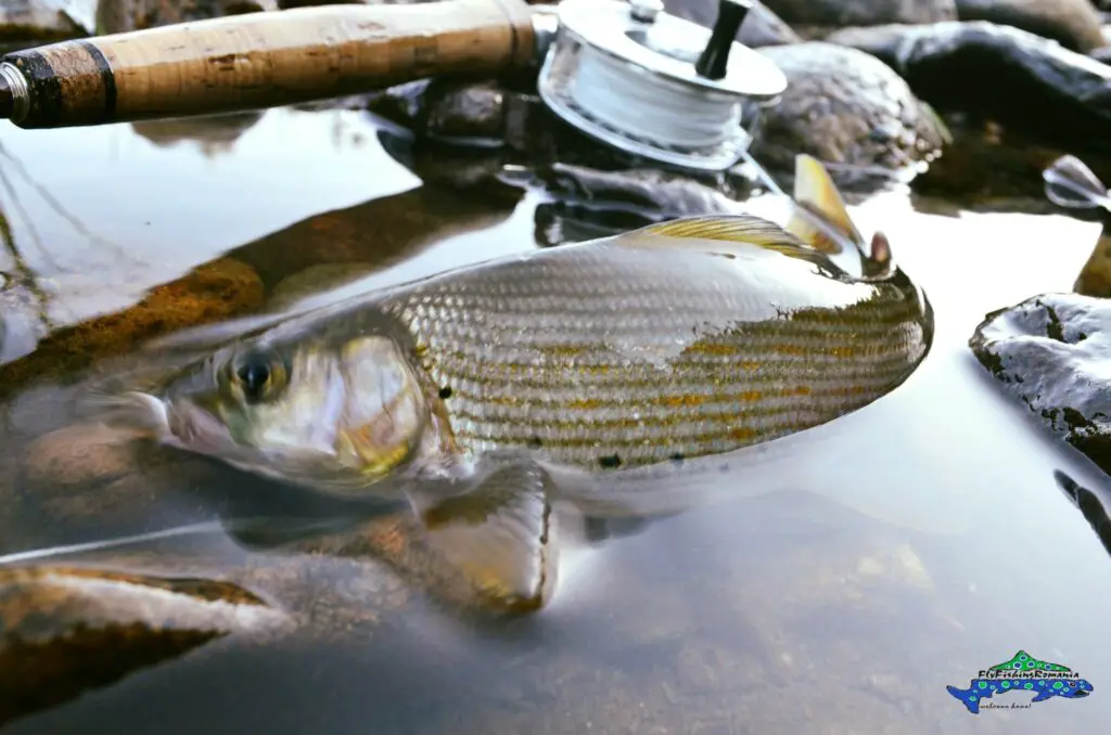 Ombre de Roumanie pêcher à la mouche