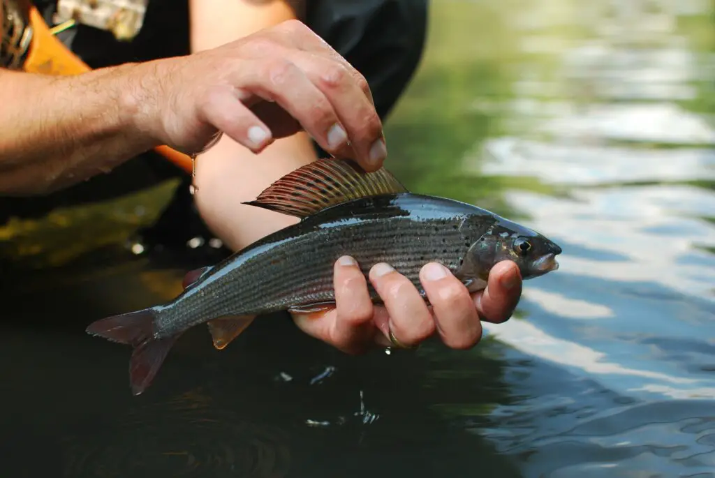 Pêche à la mouche de l'ombre en Roumanie