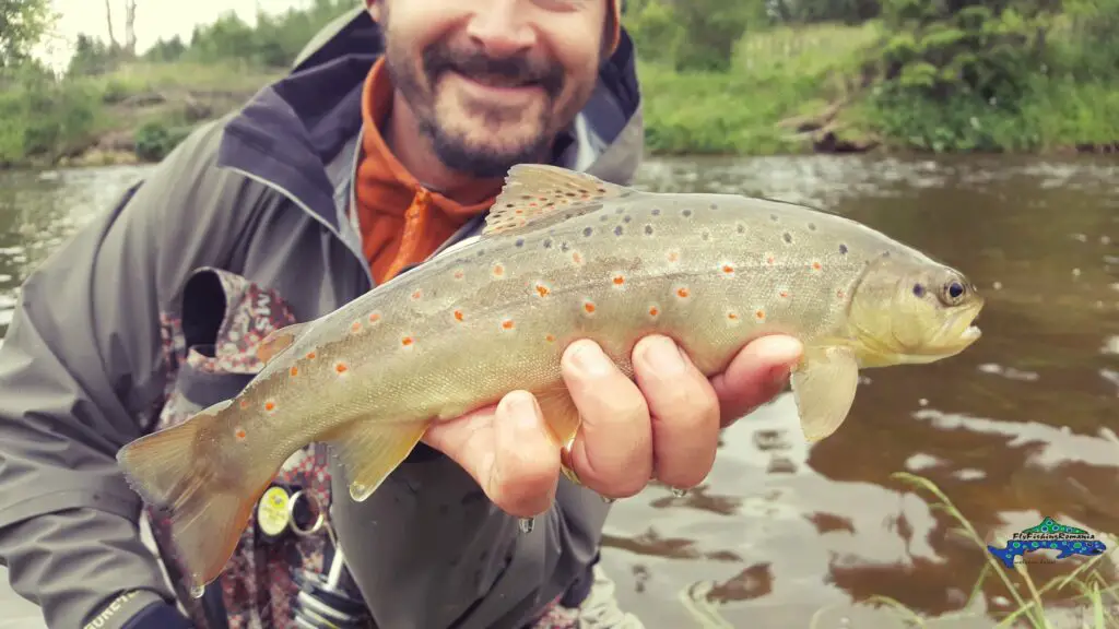 Pêche à la mouche de truite en Roumanie