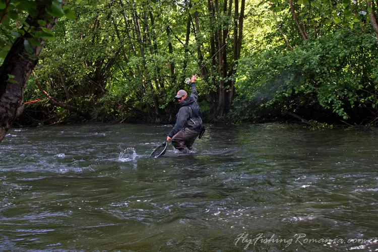 Pêche à la mouche sur la rivière Tarnava Mare en Roumanie