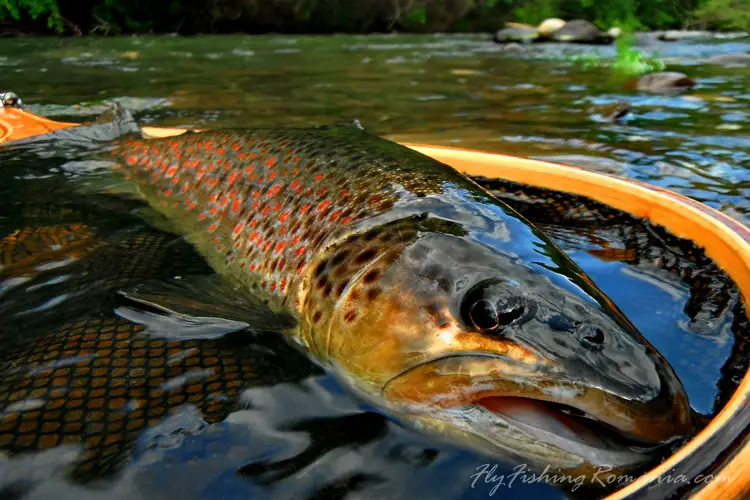 Truite brune de Transylvanie lors d'une session pêche à la mouche en Roumanie