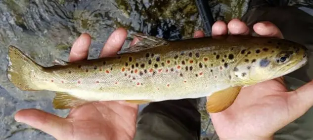 Truite brune sauvage de la rivière Valea Iadului (La vallée de l’enfer) en Roumanie