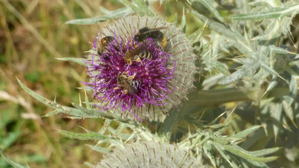 Abeilles en pleine récolte