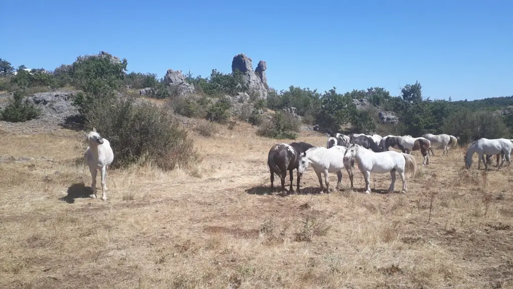 Horde de chevaux sur les Paysages arides du Midi