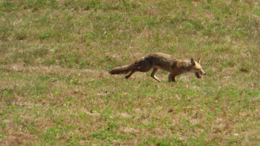 renard ou rencontre sauvage dans le Cantal