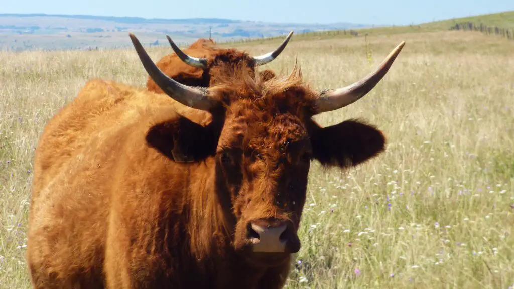 Sur la GTMC nous rencontrons plus de vaches que de gens