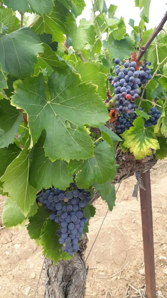 Vignobles de l'Hérault