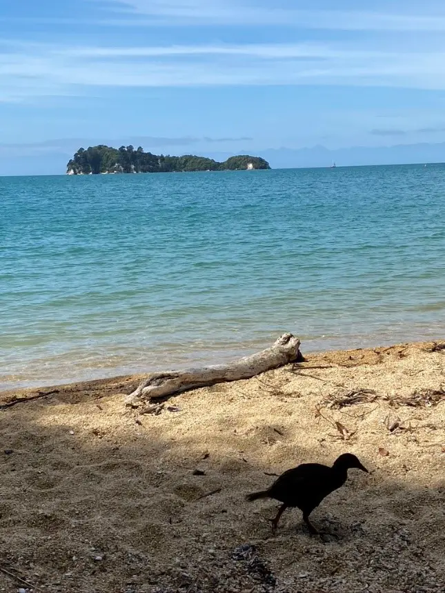 Weka ce petit oiseau de Nouvelle-Zélande