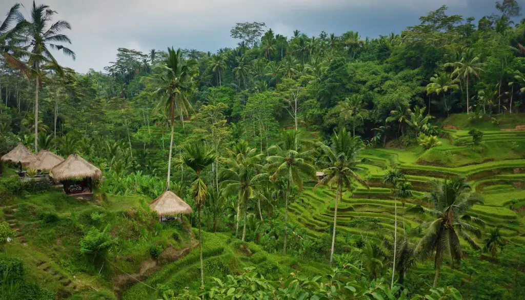 Rizières  en terrasse à Bali, en Indonésie