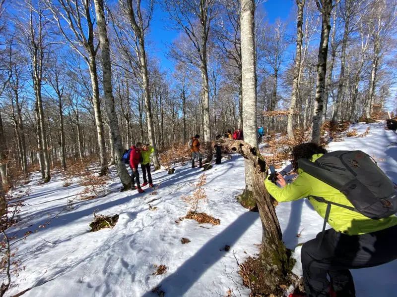 Découvrir les merveilles de la foret dans les montagnes des Cévennes