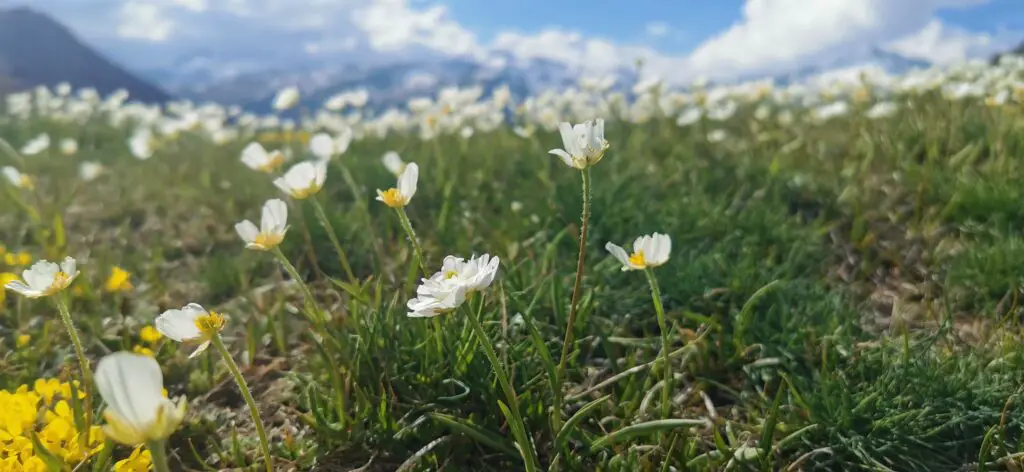 fleurs de printemps tour du queyras