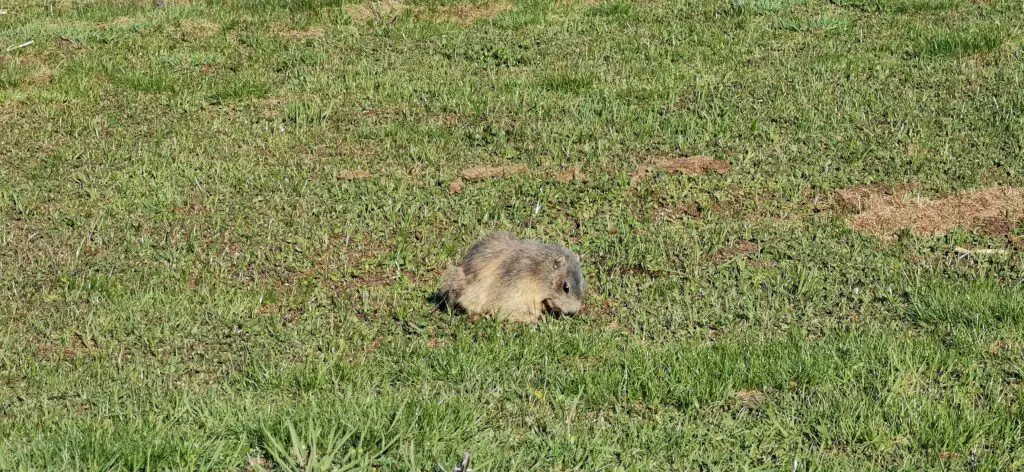 marmotte furfande