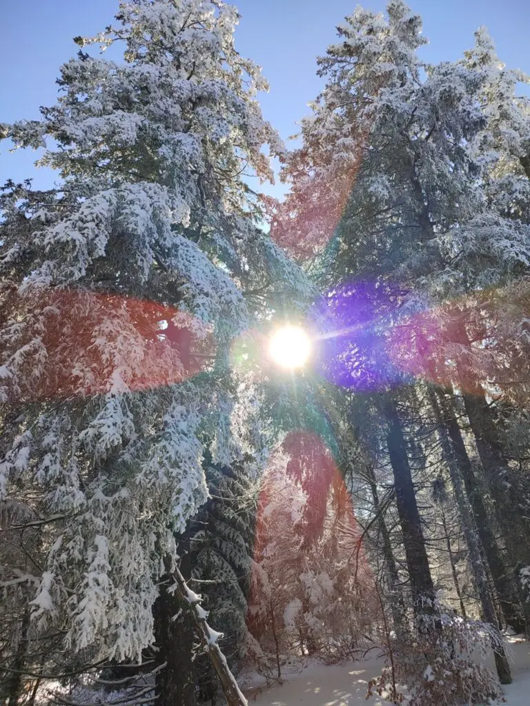 la magie de la lumière traversant un arbre enneigée