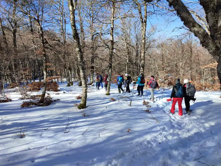 marche sur la neige avec des raquettes à l'Aigoual