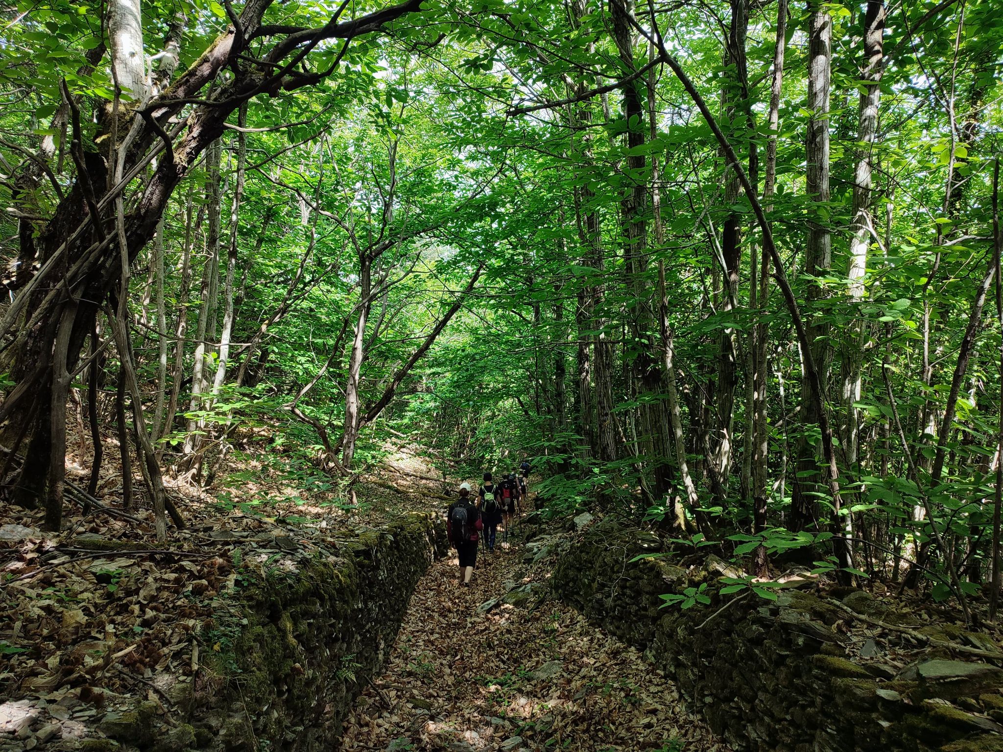 randonnée en foret à l'abri du soleil dans le caroux