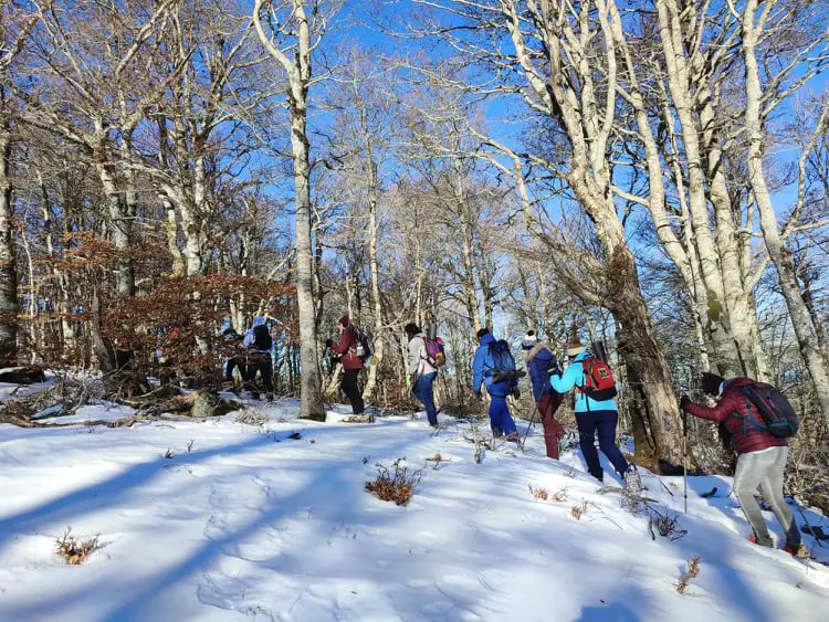 randonnée raquettes à neige au Mont Aigoual