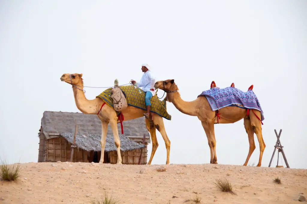 Randonner dans le désert de Dubaï