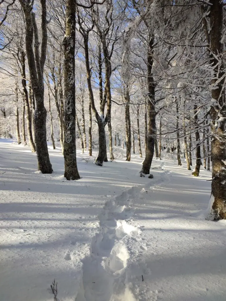 Trace de raquettes à neige dans les cevennes au Mont-Aigoual