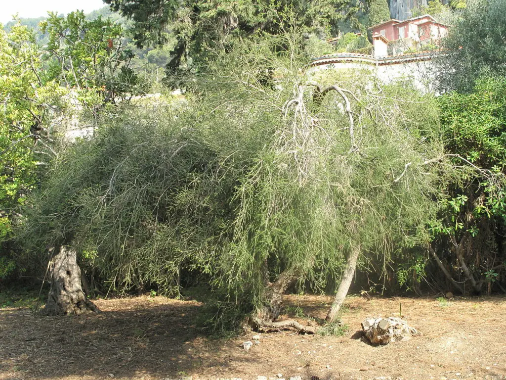 Arbre à thé ou Tea Tree