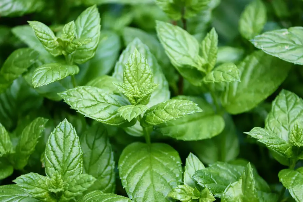 Huile essentielle de menthe poivrée pour trousse de voyage