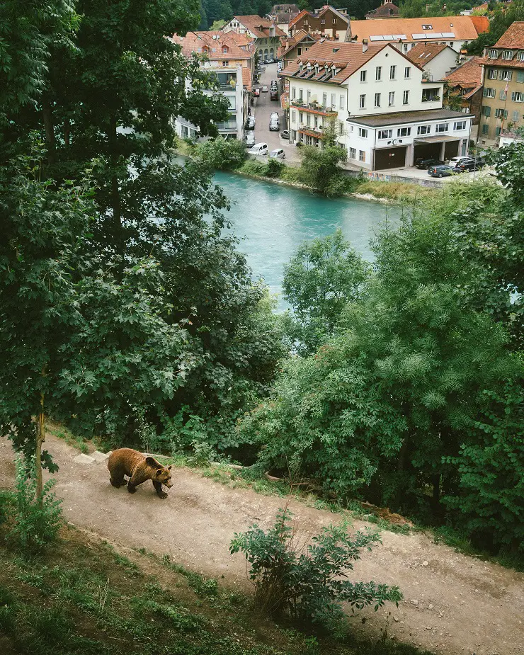 Ours brun de Roumanie proche d'une ville