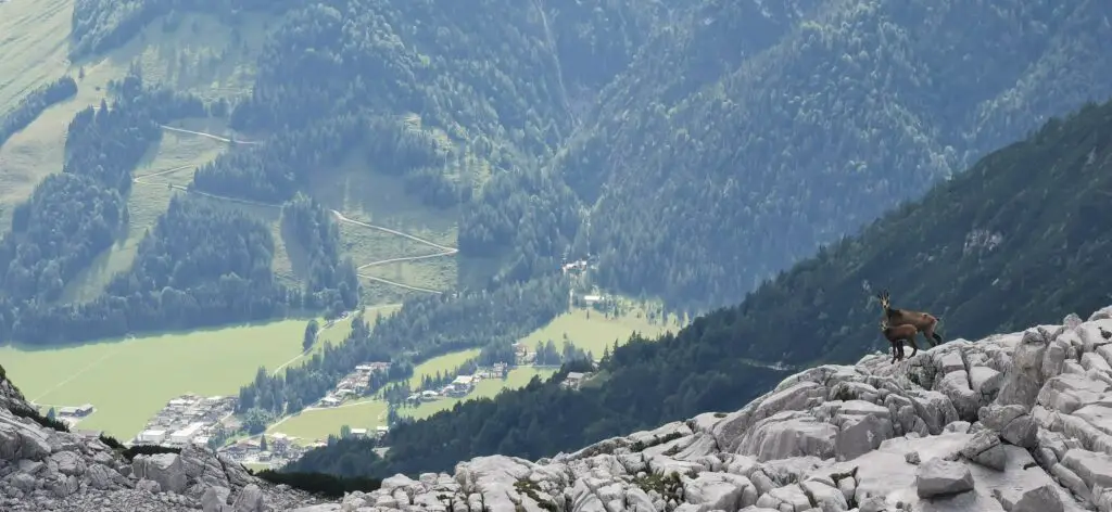 chamois traversée des alpes à pieds