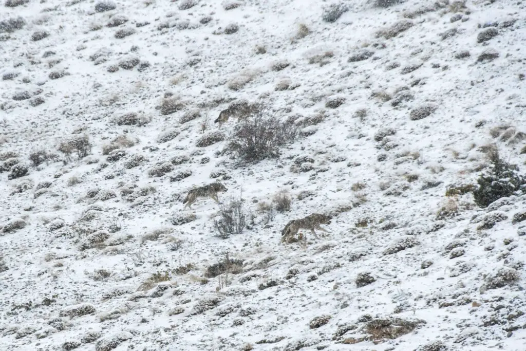 3 loups sorti du canyon de Kazıklıali en Turquie
