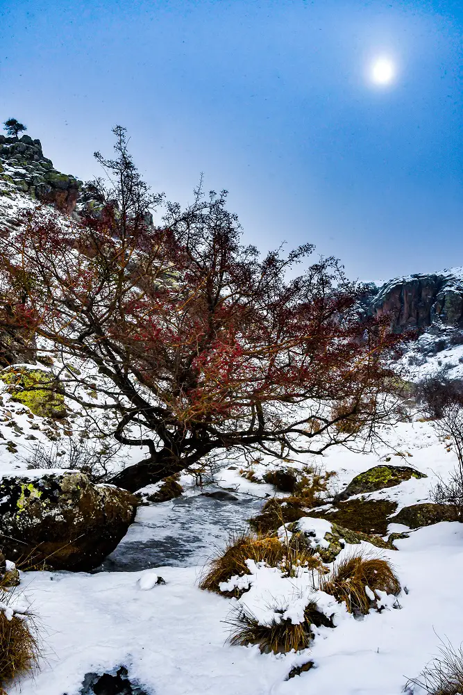 Arbre du canyon de Zondi Creek en turquie