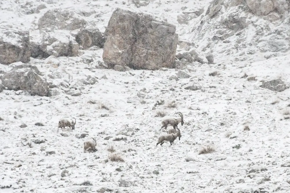 Bouquetins des montagnes dans le massif du Mont Taurus en turquie