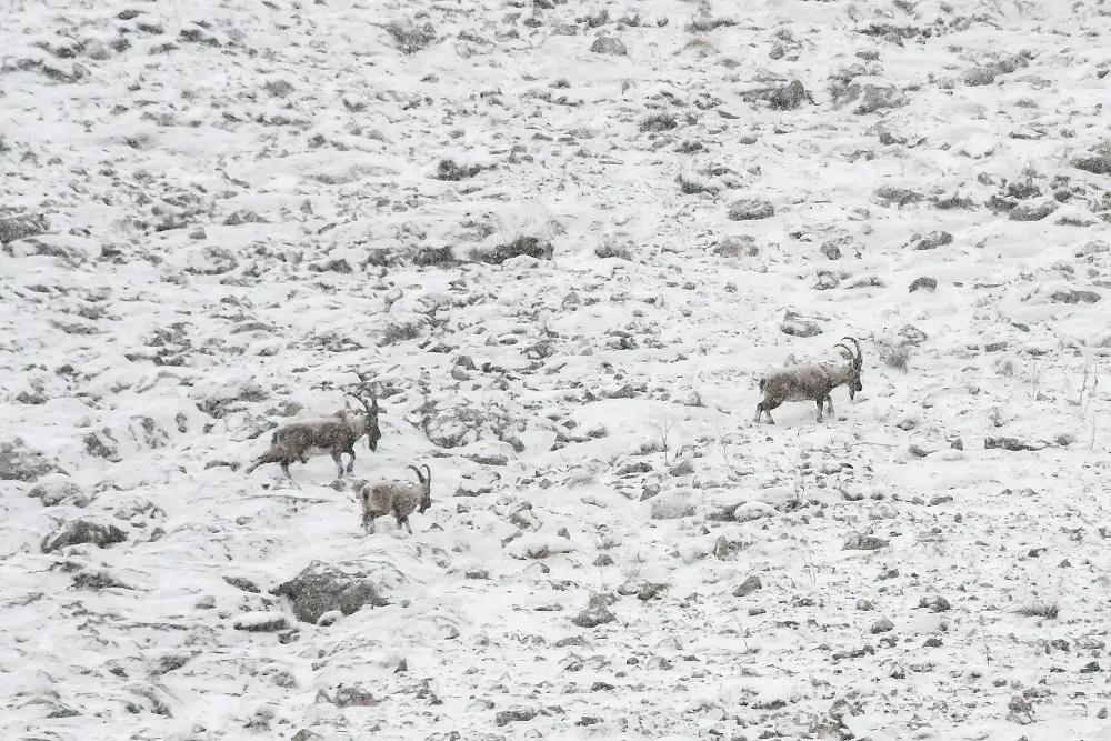 Bouquetins des montagnes du Mont Taurus en turquie