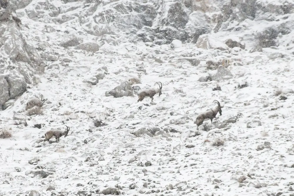 Bouquetins des montagnes du parc Aladaglar au Mont Taurus en turquie