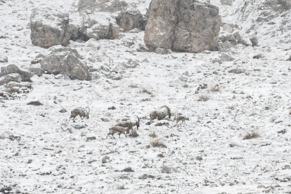 Bouquetins des montagnes du parc national Aladaglar en turquie