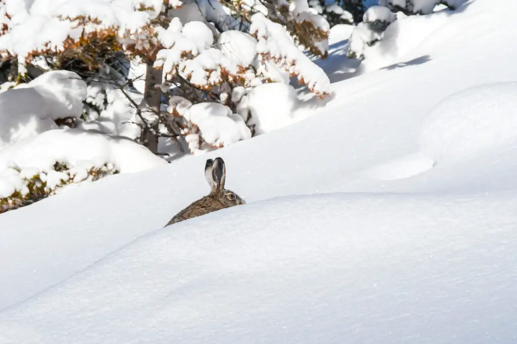 course dans la neige d'un lapin en montagne