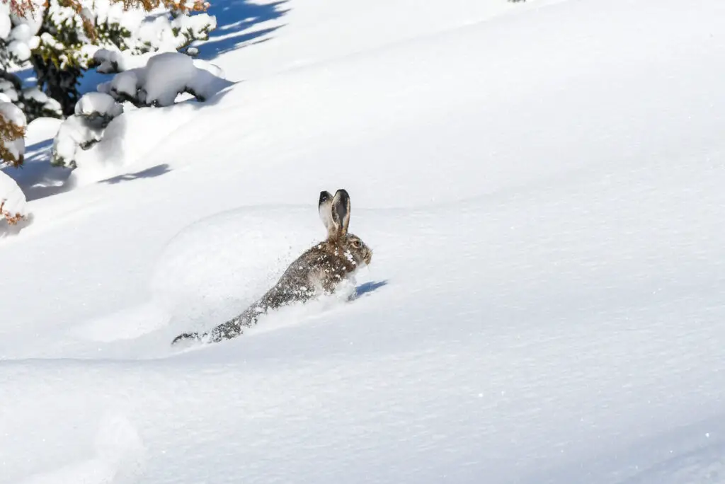 course dans la neige d'un lapin en montagne en hiver