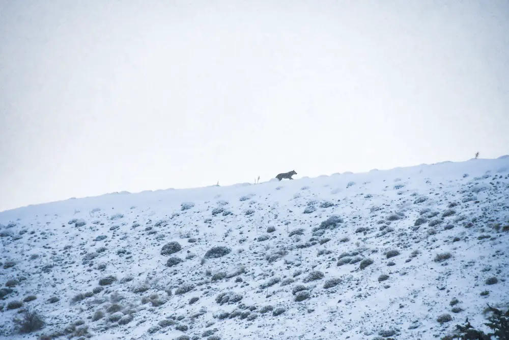 course d'un loup pour rejoindre la meute