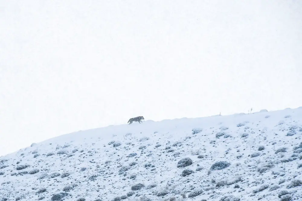 fuite d'un loup en montagne