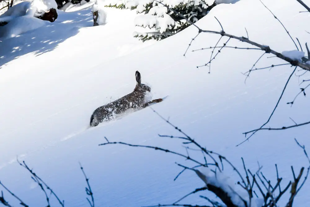 lapin dans la neige