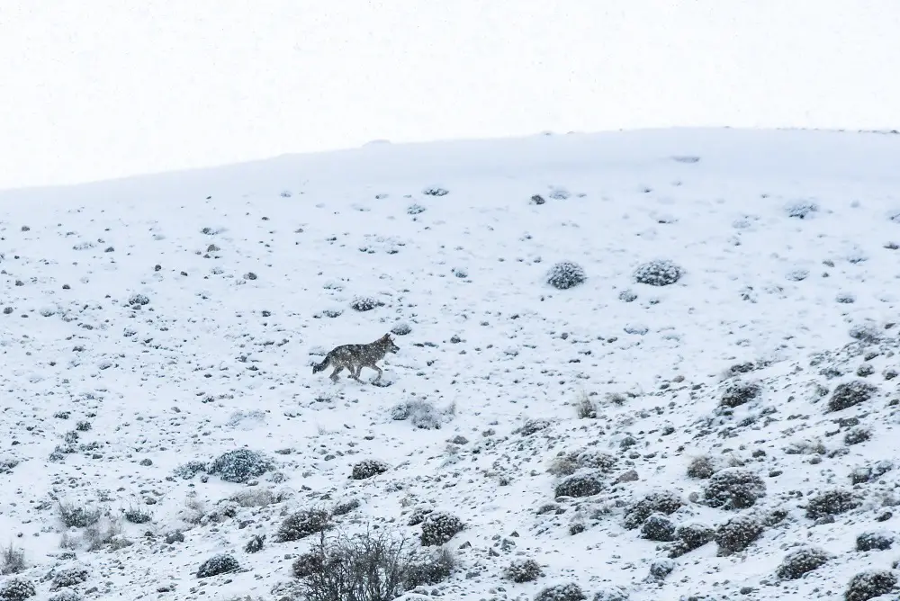Loup dans la neige