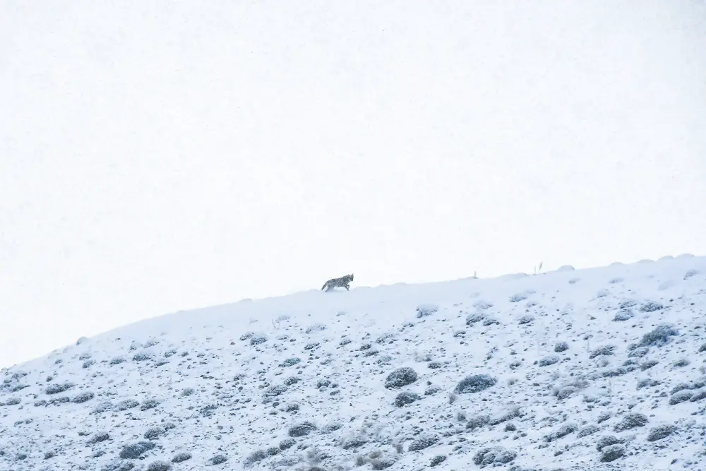 loup dans la région de Nidge en turquie