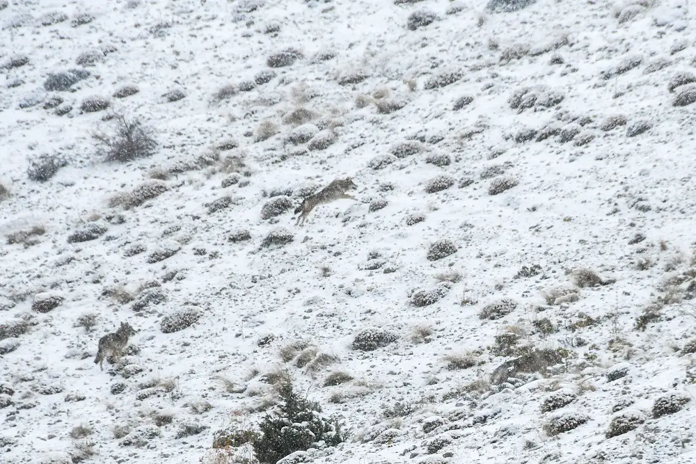 Loups perdu dans la neige des montagnes de Turquie