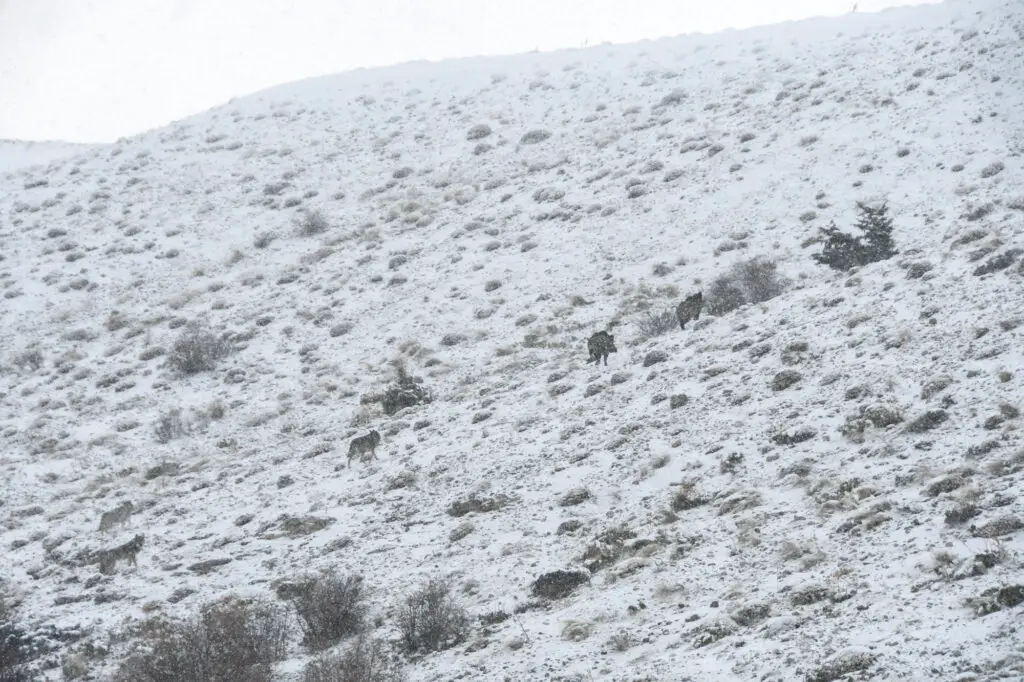 Meute de 3 loups poursuivant 2 sangliers en turquie dans le canyon de Kazıklıali