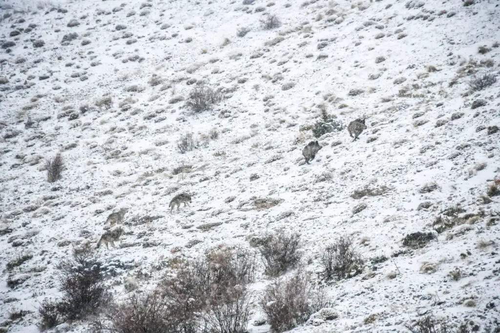 Meute de loups poursuivant 2 sangliers