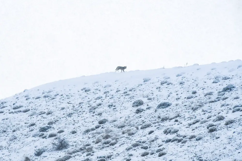 Paysage avec silhouette d'un loup en montagne