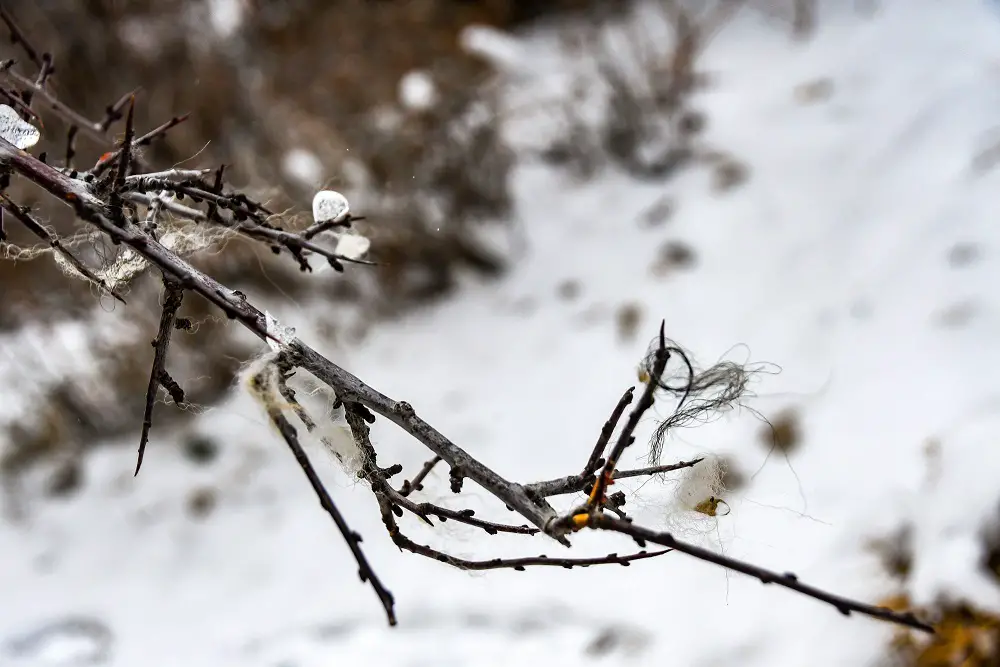 poils de loup accroché à une branche