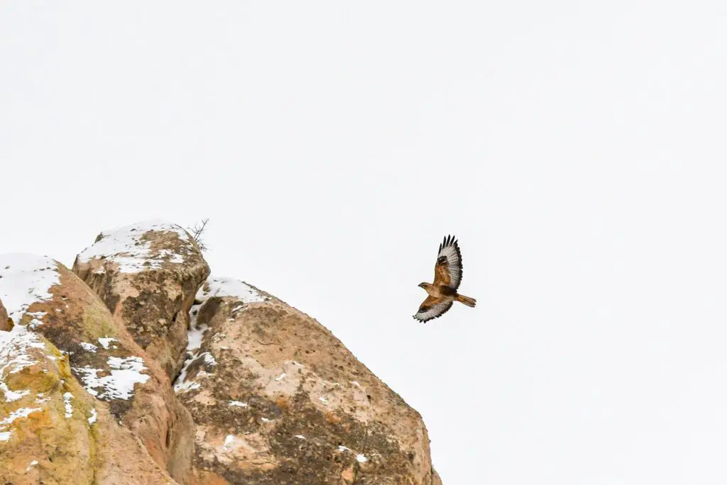 rapace dans le canyon de Zemi valley en turquie