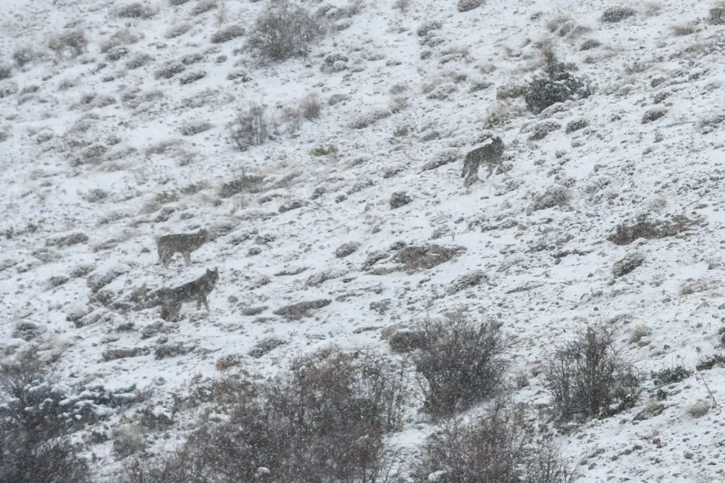 rencontre avec des loups en montagne