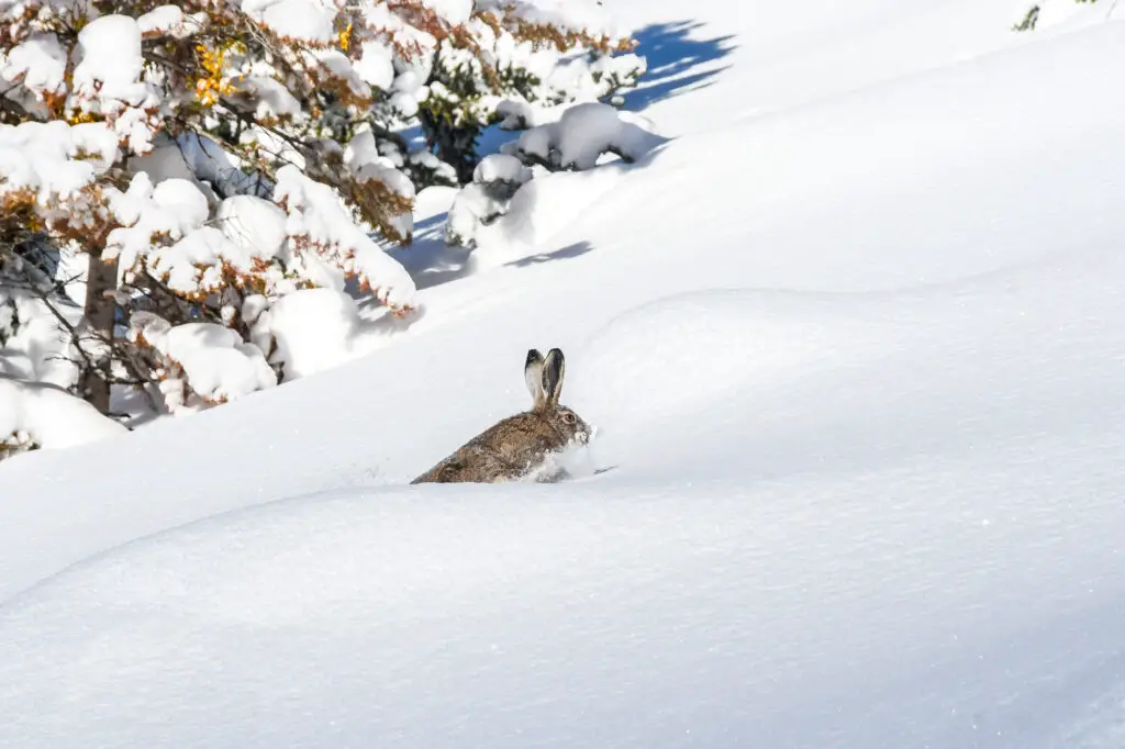 saut dans la neige d'un lapin en montagne