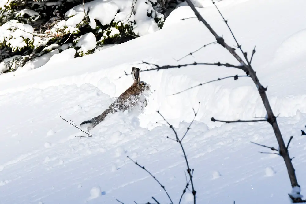 Saut de lapin dans la neige dans les montagnes de Turquie